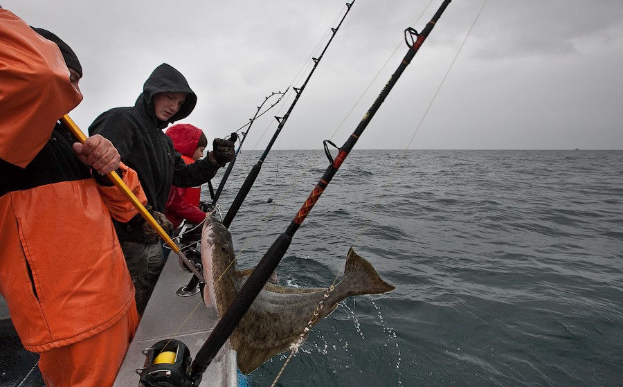Росрыболовство проведет электронные аукционы по распределению долей квот добычи водных биоресурсов