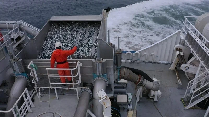 Оперативные данные: общероссийский вылов превысил 644 тыс. тонн