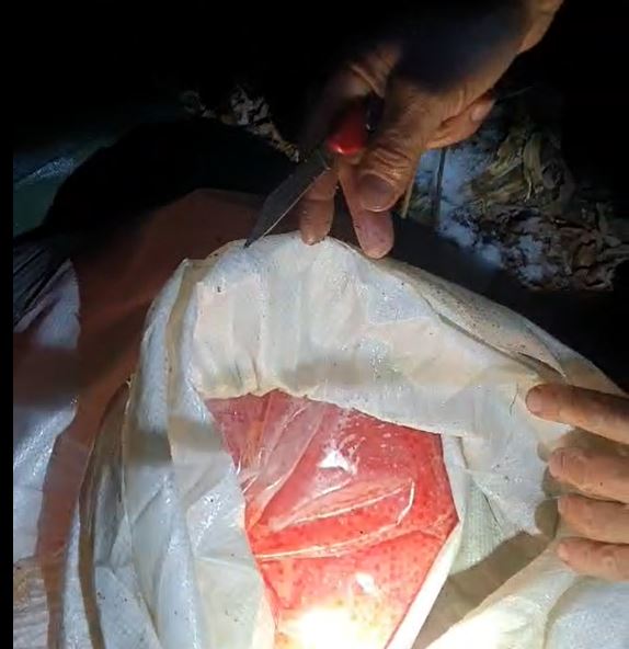 Рыбинспекторы обнаружили мешки с 30 килограммами икры кижуча — ущерб превысил 983 тысячи рублей