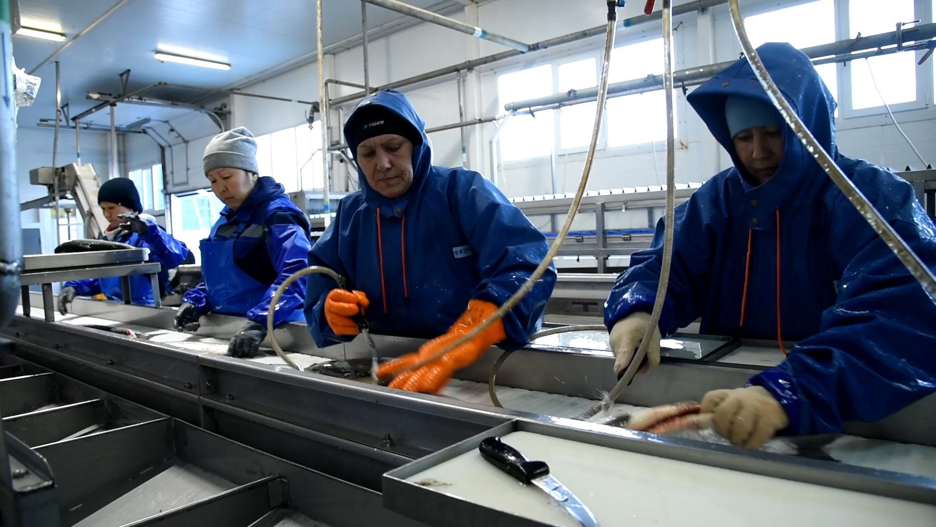 Работа в цеху по переработке тихоокеанского лосося