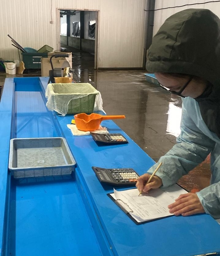 Проверка рыбоводных заводов: инвентаризация заложенной на инкубацию икры тихоокеанских лососей