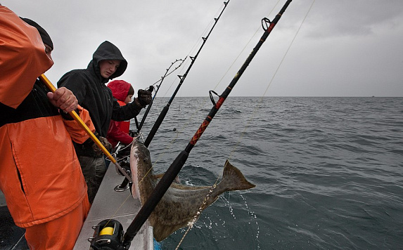Росрыболовство проведет электронные аукционы по распределению долей квот добычи водных биоресурсов