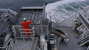 Оперативные данные: общероссийский вылов превысил 644 тыс. тонн