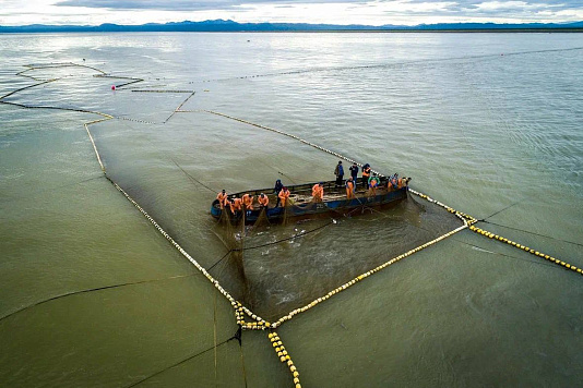 #УспешныйГод: Россия сохраняет мировое лидерство по добыче тихоокеанских лососей